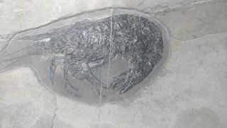 Huge Shrimp Fossil From Asia