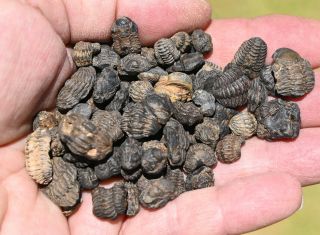 One Hundred Trilobite Fossils,  Phacops Sp,  From Morocco 1