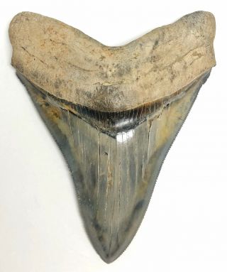 Large Museum Quality Upper Anterior Megalodon Fossil Shark Tooth Huge Chub