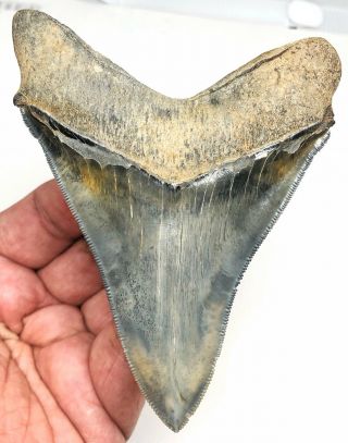 Large MUSEUM QUALITY Upper Anterior Megalodon Fossil Shark Tooth HUGE CHUB 2