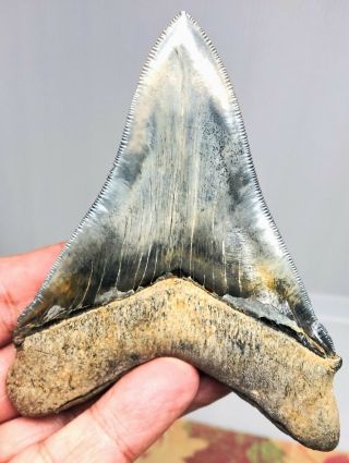 Large MUSEUM QUALITY Upper Anterior Megalodon Fossil Shark Tooth HUGE CHUB 3