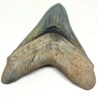 Large MUSEUM QUALITY Upper Anterior Megalodon Fossil Shark Tooth HUGE CHUB 4