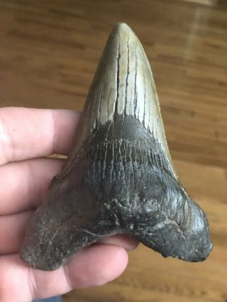 19 Perfect Huge 4 1/4 Megalodon Giant Shark Tooth Teeth Extinct Fossil Megladon