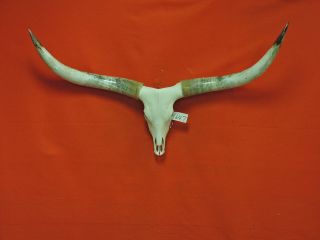 Steer Skull Mounted Horns Cow Bull Longhorns 5 Ft 5 In Skull 1647 Taxidermy