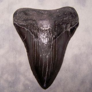 Huge 4 " Megalodon Shark Tooth Black Fossil Teeth Jaw Megladon Meg Scuba Diver