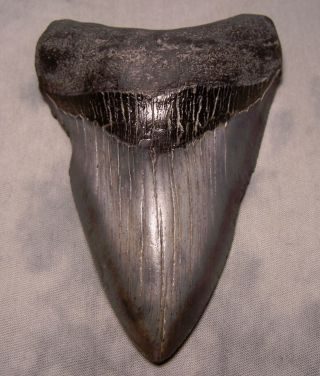 5 1/8 " Megalodon Shark Tooth Beast Extinct Jaw Fossil Meg Teeth Diver Megladon
