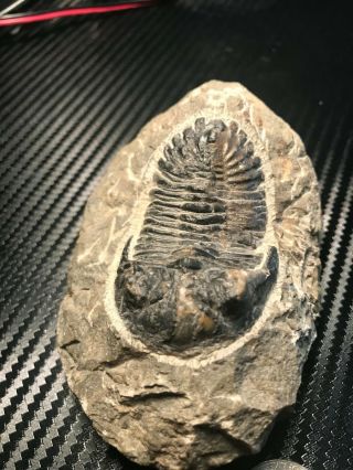 Trilobite Museum Quality
