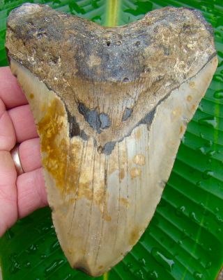 Megalodon Shark Tooth 5 & 9/16 In.  Real Fossil Sharks Teeth - No Restorations