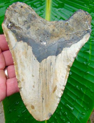 Megalodon Shark Tooth 5 & 9/16 in.  REAL Fossil Sharks Teeth - NO RESTORATIONS 2