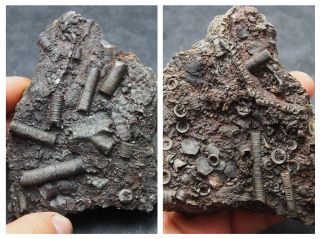 Crinoid Scyphocrinites Elegans Silurian Africa Fossil Natural Minerals Fossilien
