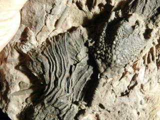 Two 430 Million Year Old Natural Crinoid Fossils Or Sea Lily Fossils 2605gr E