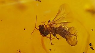 Twisted - winged parasite STREPSIPTERA Protelencholax Elenchidae DOMINICAN amber 3