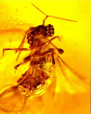 Twisted - winged parasite STREPSIPTERA Protelencholax Elenchidae DOMINICAN amber 5