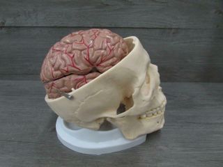 Somso QS 2/1 Artificial Human Skull Medical Model w/ Brain 4