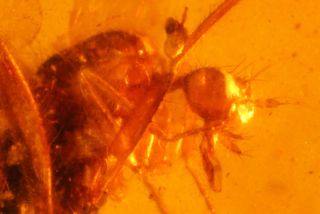 Rare Empididae Fly In Burmite Cretaceous Amber Fossil Dinosaurs Era
