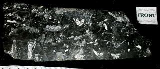 17×7 " Museum Quality White Carboniferous Fern Fossil Specimen Sphenopteris Fronds