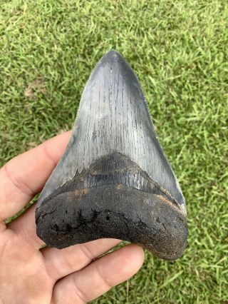 Serrated 4.  17” Megalodon Shark Tooth 100 Natural - No Restoration.