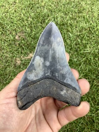 Serrated 4.  17” Megalodon Shark Tooth 100 natural - NO restoration. 2