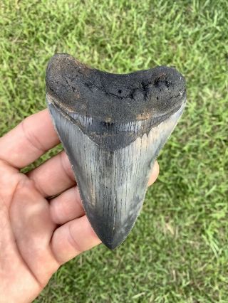 Serrated 4.  17” Megalodon Shark Tooth 100 natural - NO restoration. 3