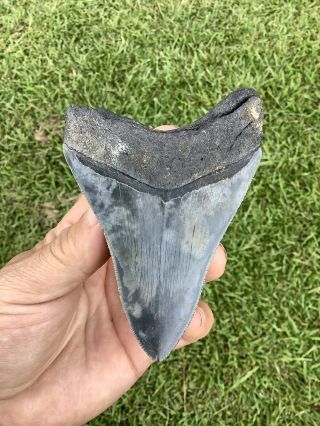 Serrated 4.  17” Megalodon Shark Tooth 100 natural - NO restoration. 4