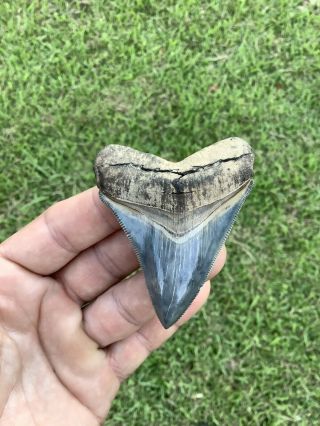 Museum Quality 2.  96” Chubutensis Fossil Shark Tooth 100 Natural No Restoration