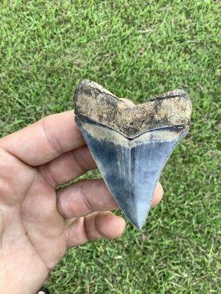 Museum Quality 2.  96” Chubutensis Fossil Shark Tooth 100 Natural No Restoration 2