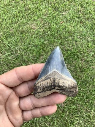 Museum Quality 2.  96” Chubutensis Fossil Shark Tooth 100 Natural No Restoration 3