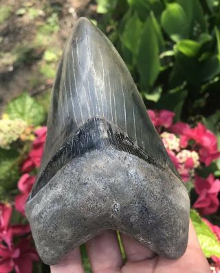 Huge Colorful Dagger 5.  58 " Megalodon Tooth Fossil Shark Teeth