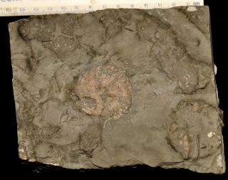 Fossil Edrioasteroids - Edriophus Levis From Ontario