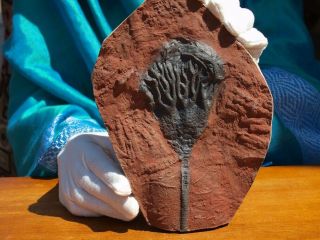 Detailed Scyphocrinites Crinoid Fossil From Morocco 8.  75 " 480 Million Years Old