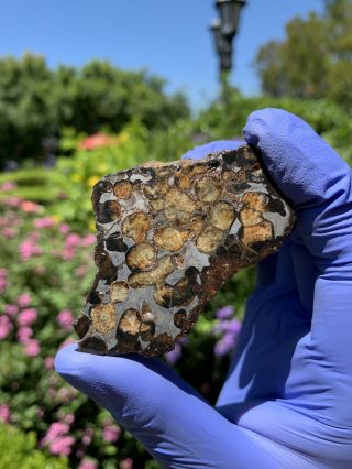 Meteorite Sericho,  Pallasite 59.  95 Grams Endcut