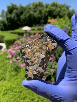 Meteorite Sericho,  Pallasite 59.  95 Grams Endcut 2