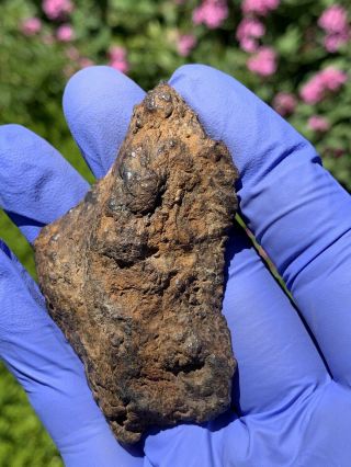 Meteorite Sericho,  Pallasite 59.  95 Grams Endcut 3