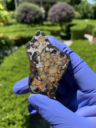 Meteorite Sericho,  Pallasite 59.  95 Grams Endcut 4