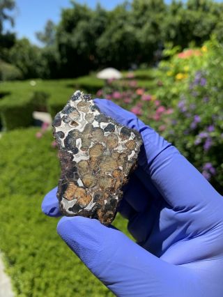 Meteorite Sericho,  Pallasite 59.  95 Grams Endcut 5