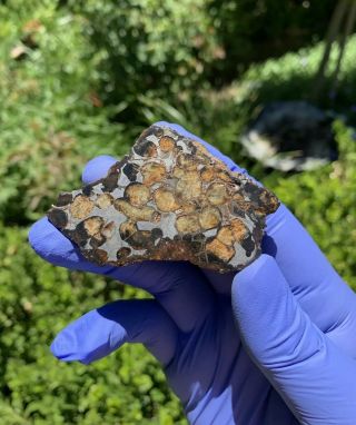 Meteorite Sericho,  Pallasite 59.  95 Grams Endcut 6