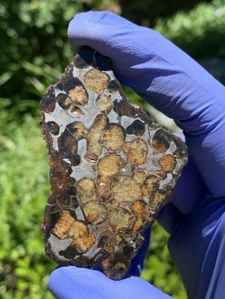 Meteorite Sericho,  Pallasite 59.  95 Grams Endcut 7