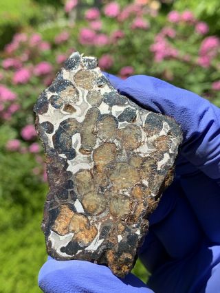 Meteorite Sericho,  Pallasite 59.  95 Grams Endcut 8