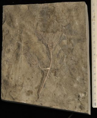 Fossil Crinoid - Glyptocrinus Ramulosus From Ontario