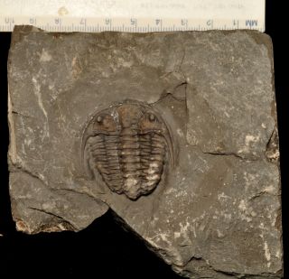 Fossil Trilobite - Ceraurus Matranseris From Ontario