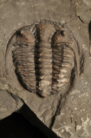 Fossil trilobite - Ceraurus matranseris from Ontario 2
