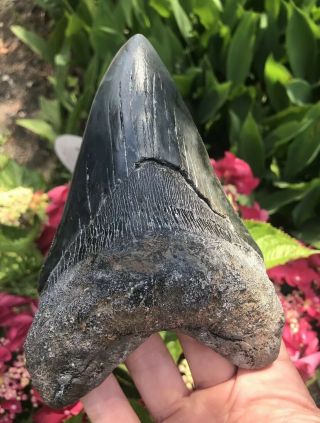 Huge Dagger 6.  33 " Megalodon Tooth Fossil Shark Teeth