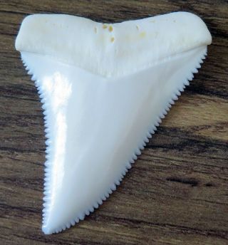 2.  046 " Upper Nature Modern Great White Shark Tooth (teeth)