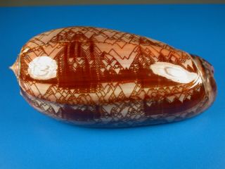 Oliva Porphyria,  Pattern,  Huge Size 117.  6mm,  Mexico Shell