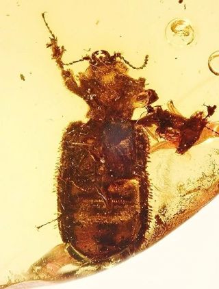 Cretaceous Rare Very Big Ommatidae Burmite Myanmar Amber Insect Fossil