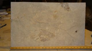Unprepared Large Diplomystus Fossil Specimen