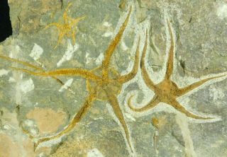 Three 440 Million Year Old 100 Natural Starfish Fossils In Big Matrix 3405gr E
