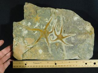 THREE 440 Million Year Old 100 Natural STARFISH Fossils in BIG Matrix 3405gr e 3