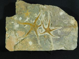 THREE 440 Million Year Old 100 Natural STARFISH Fossils in BIG Matrix 3405gr e 4
