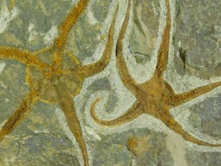 THREE 440 Million Year Old 100 Natural STARFISH Fossils in BIG Matrix 3405gr e 5